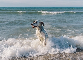 Dog-in-Sea