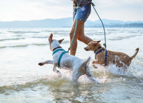 Dogs-Splashing-in-Sea