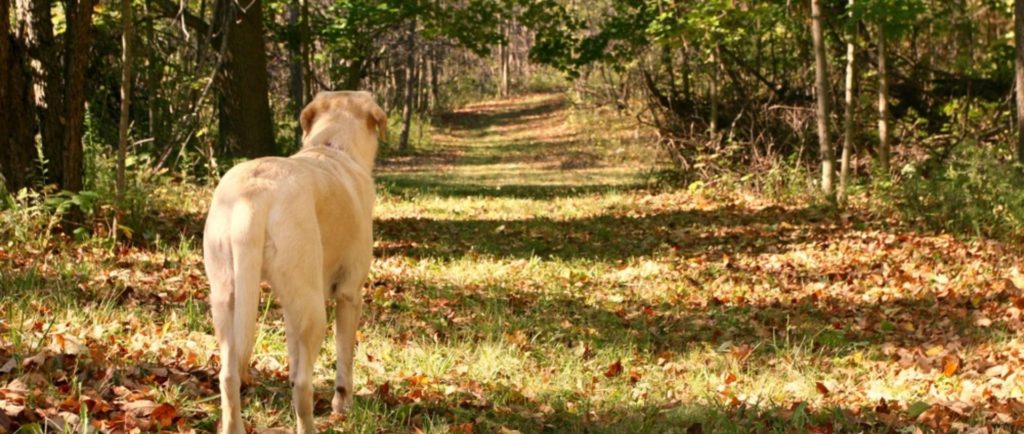 A yellow lab on a forrest walk in Autumn