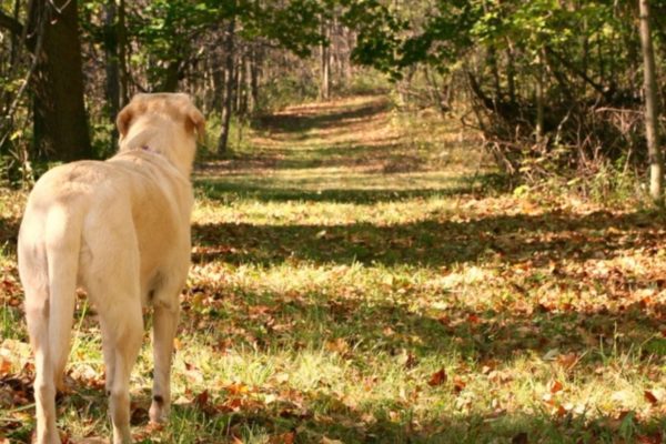 A yellow lab on a forrest walk in Autumn