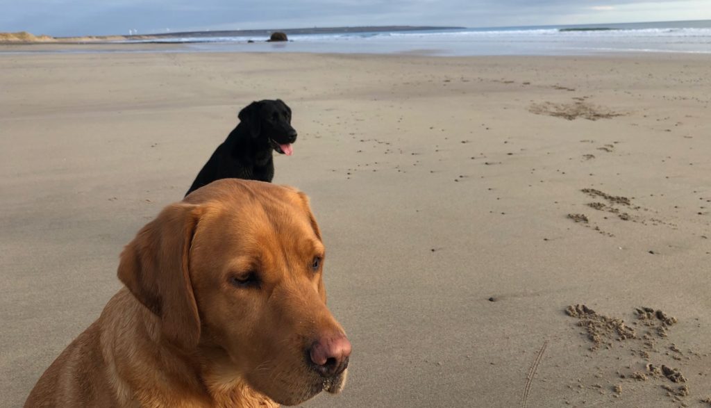 Our labridors Max and Bria sitting on the beach