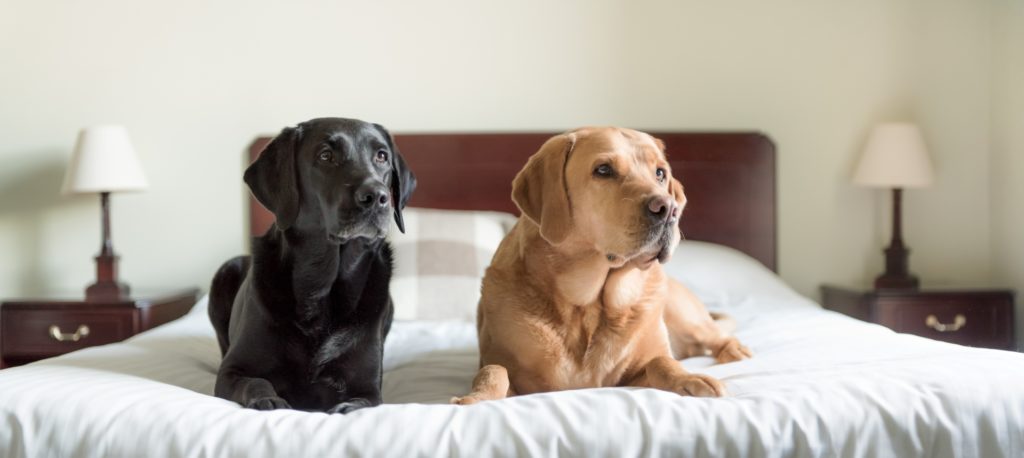 Our dogs Max and Bria posing in one of our appartment beds