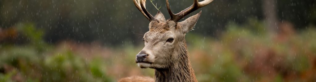 A Scottish stag standing in braken in the rain