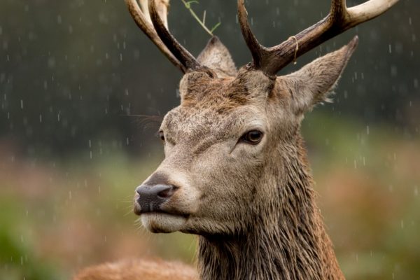 A Scottish stag standing in braken in the rain