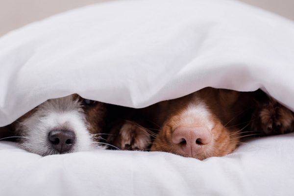 Two dogs under bed covers with their noses poking out