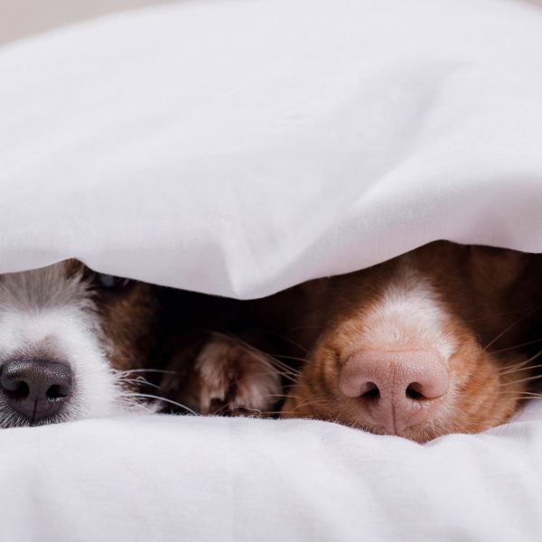 Two dogs under bed covers with their noses poking out