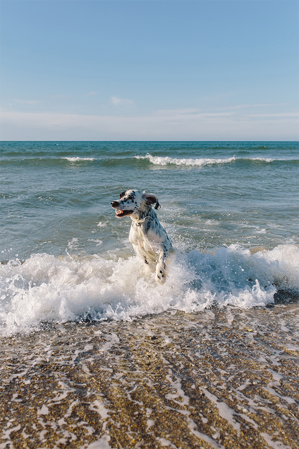 A dog splashing in a wave in the sea