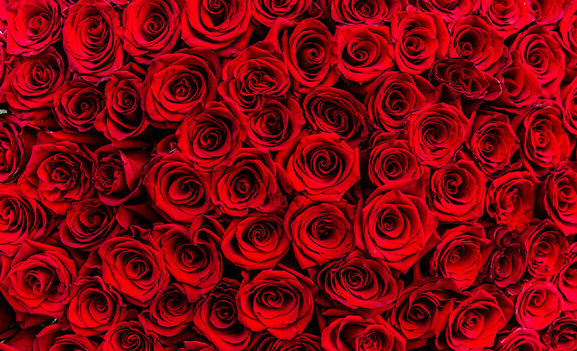 Lots of red roses