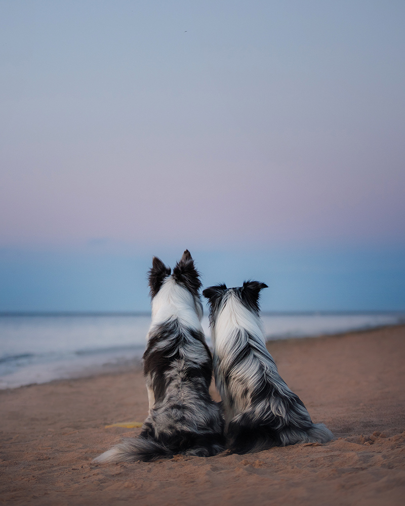 Two dogs on a beach looking at the horizon