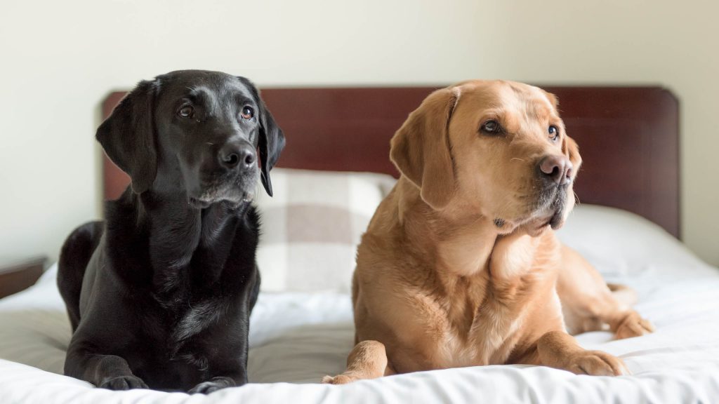 Two dogs in a self catering apartment belonging to Mackays Hotel in Wick