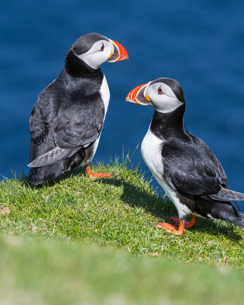 Two Atlantic Puffins in Scotland