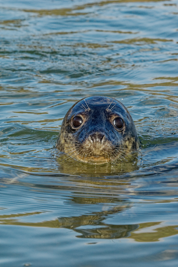 A grey seal's head popping up out of the water