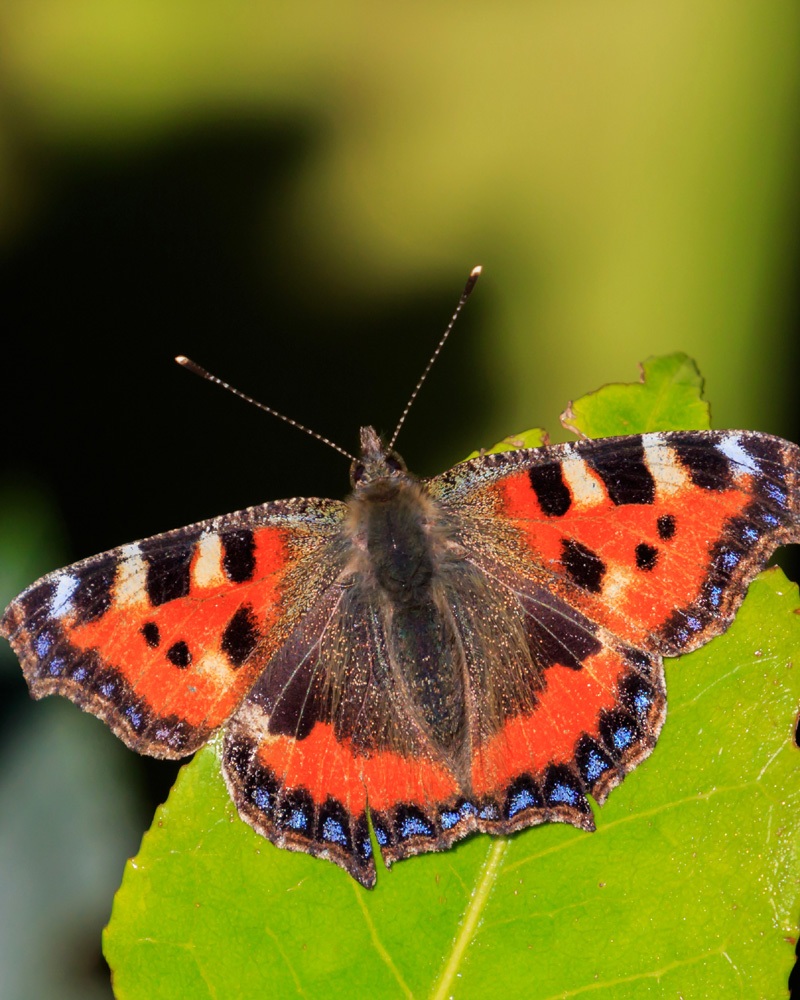 A butterfly sits on a vibrant green leaf