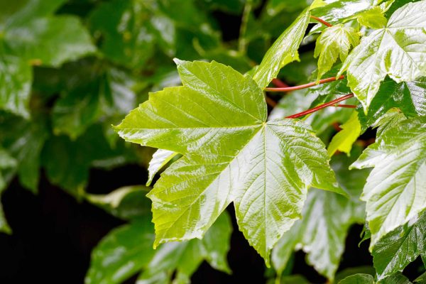 Wet Sycamore leaves shine in the bright rays of the sun