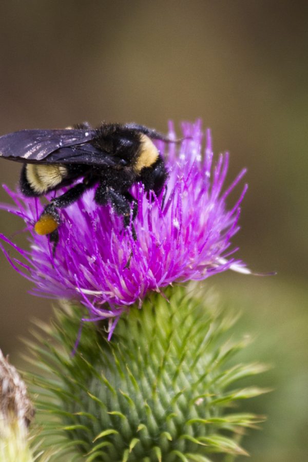 A bee on a bright purple thistle