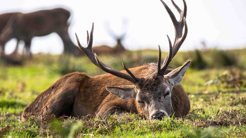 A deer asleep on the ground