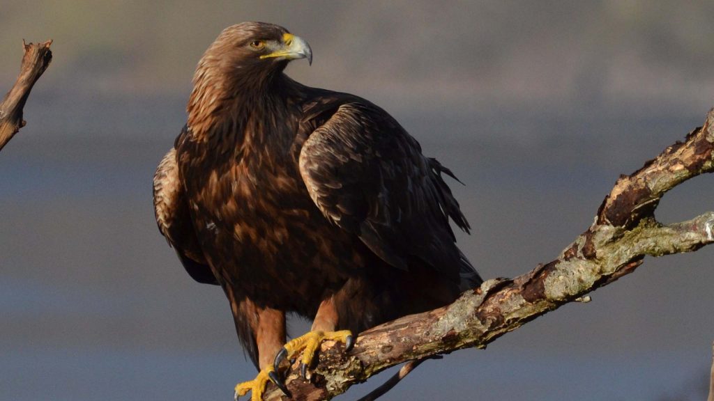 A golden eagle perches on a branch