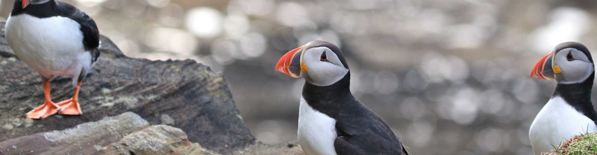 Three puffins standing on a rocky cliff.