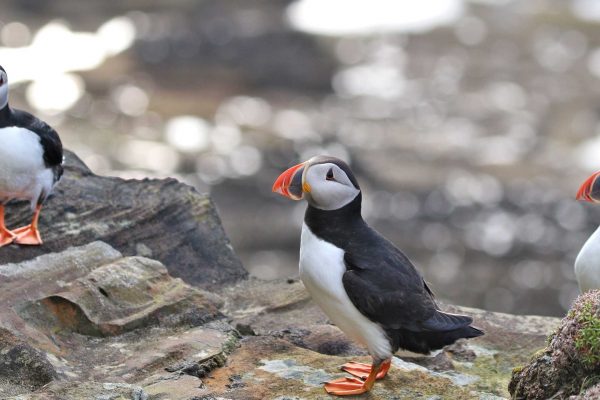 Three puffins standing on a rocky cliff.