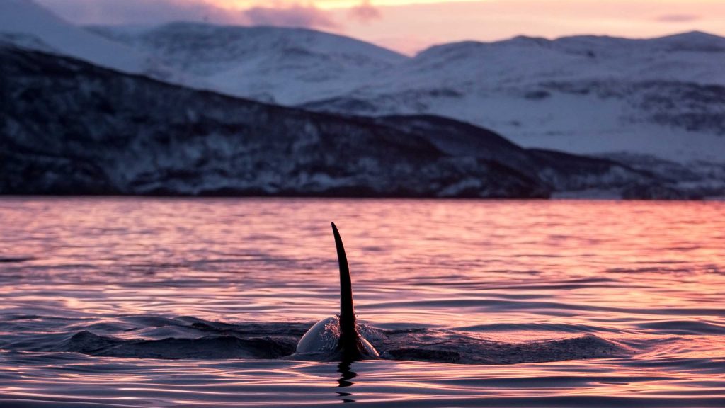 orca whale in the water