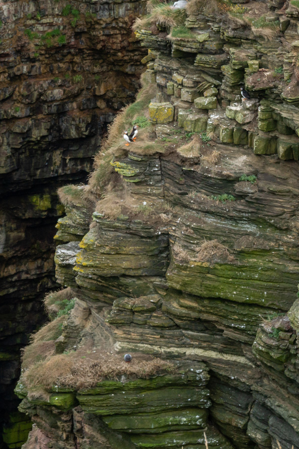 Puffins on the rocks at Geo of Sclaites