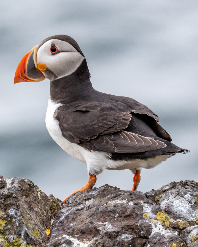 A puffin stood on a rock in Scotland