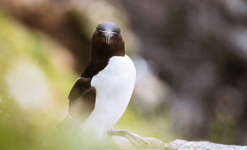 Razorbill perched on a cliffside