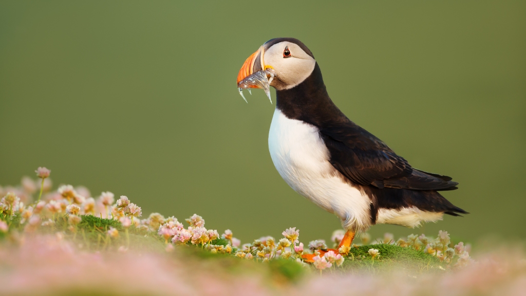 Atlantic puffin standing in thrift with sand eels in beak