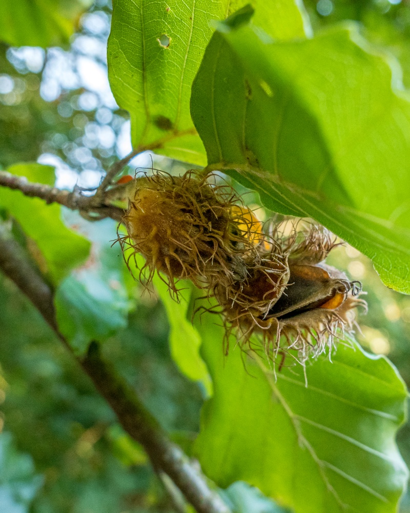 Beech nuts in the pod