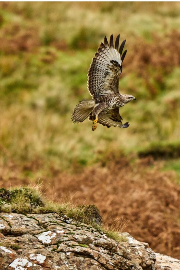 Common Buzzard on a rocky hillside in Scotland