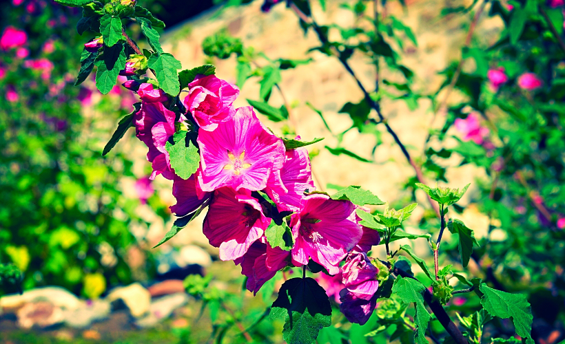 Stunning pink flower from Dunrobin Castle gardens