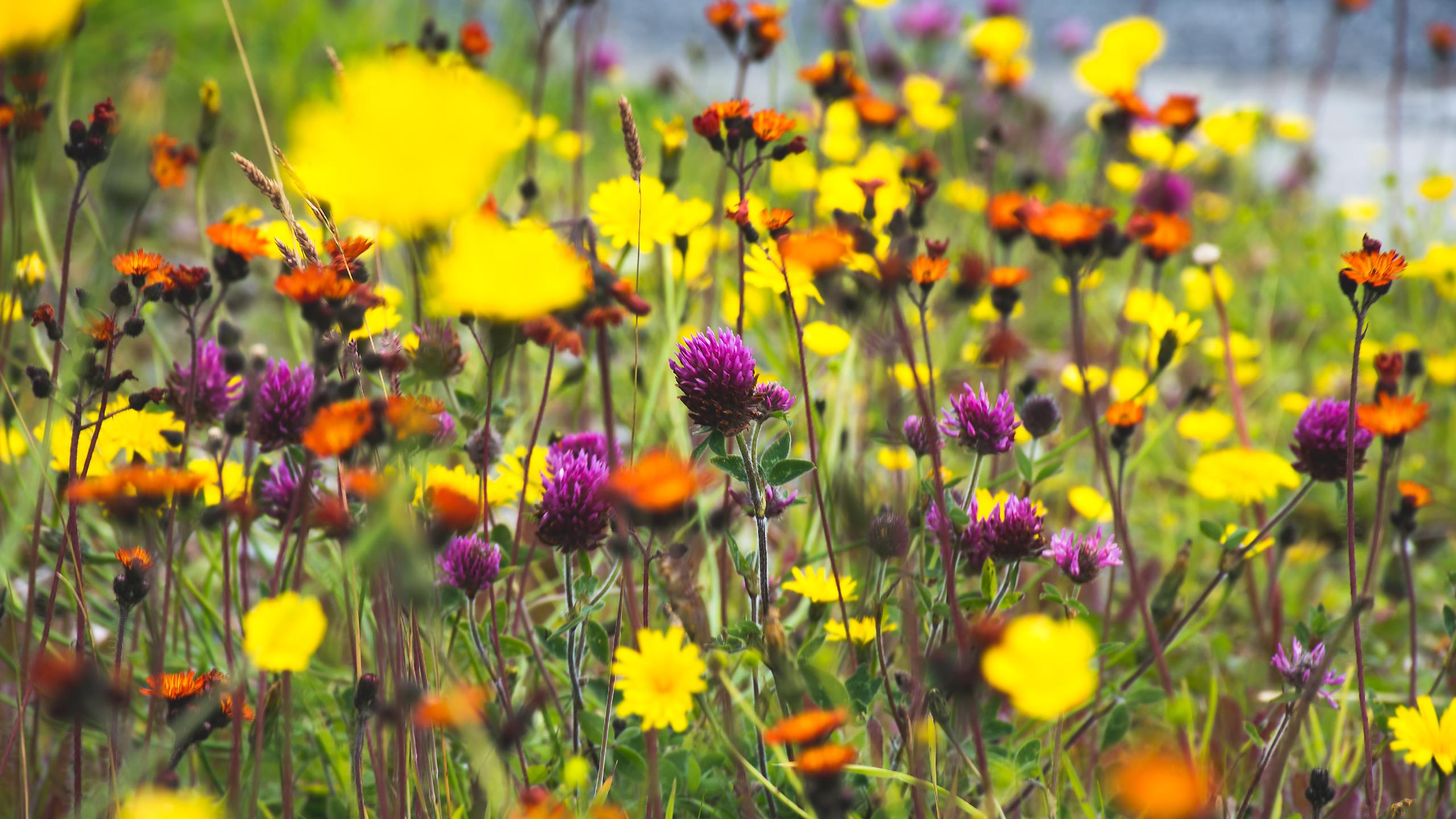 Summer wildflowers in bright colors