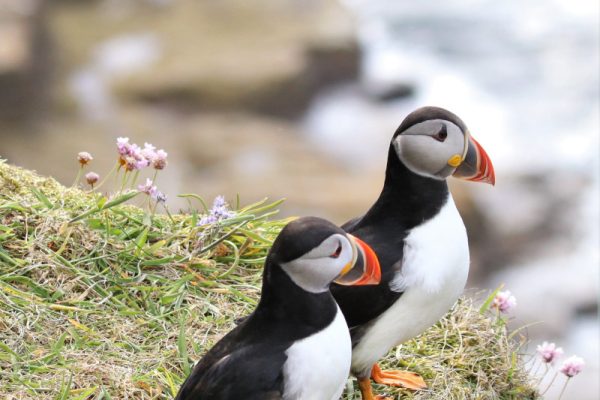 Puffins on cliffs at Dunnet Head in Scotland