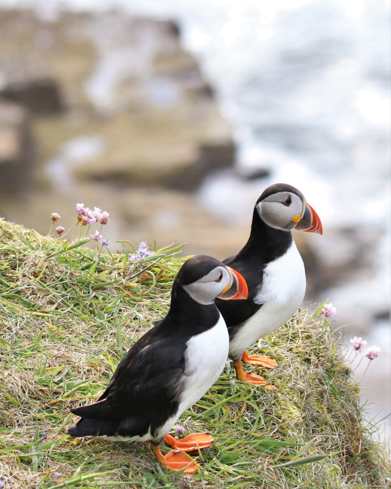 Puffins on cliffs at Dunnet Head in Scotland