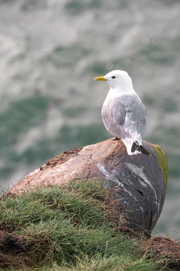 A kittiwake bird perched on a rock