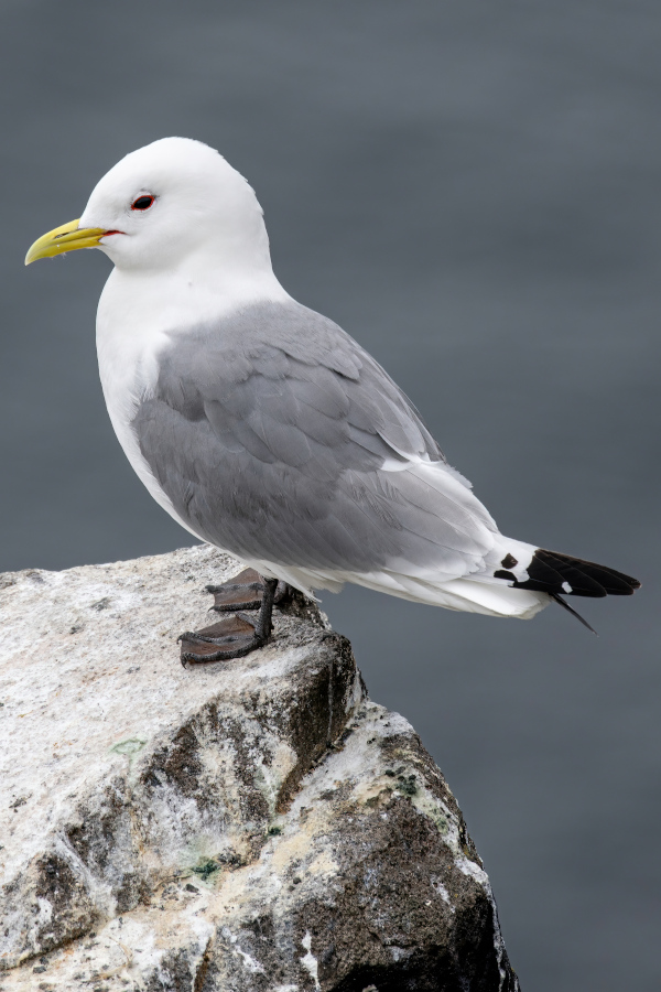 Kittiwake seabird perched on a cliff