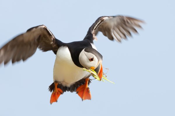 Puffin in Scotland, in flight