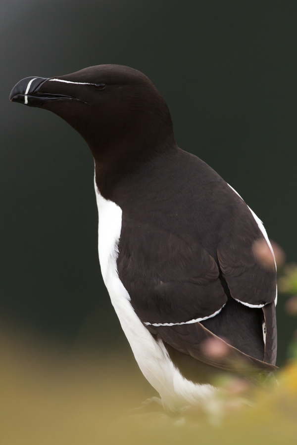 A razorbill Scottish seabird