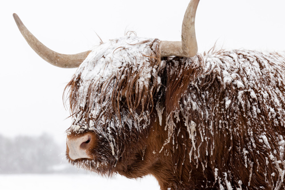 A Highland cow in the snow