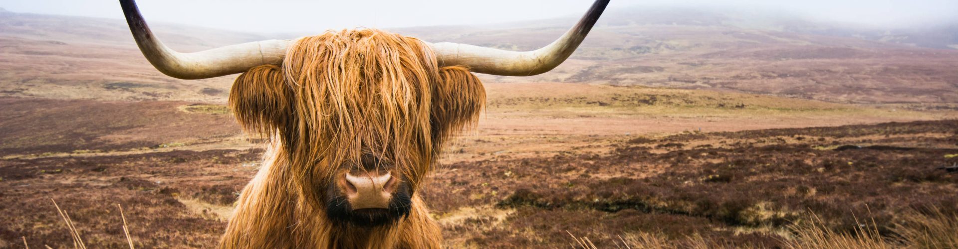 A Highland cow in Scotland