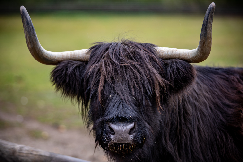 Close up of a Highland cow