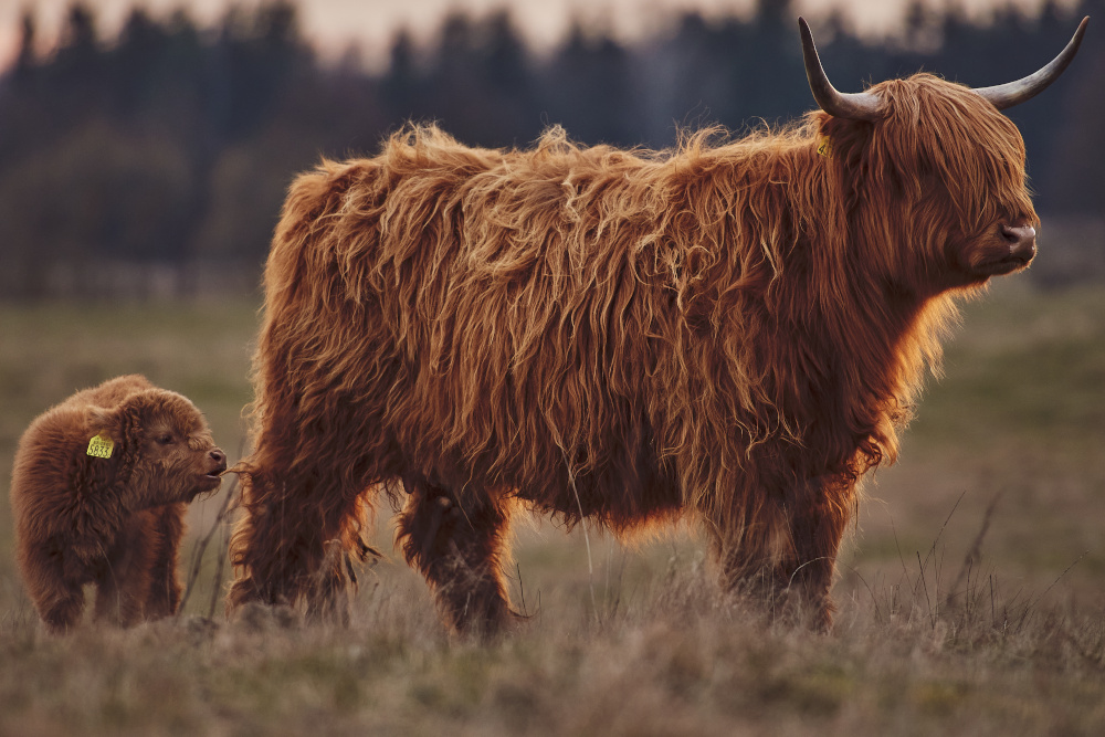 Highland cow with a calf