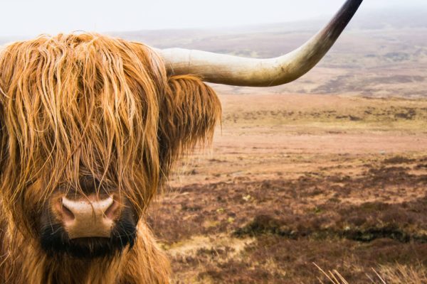 A Highland cow in Scotland