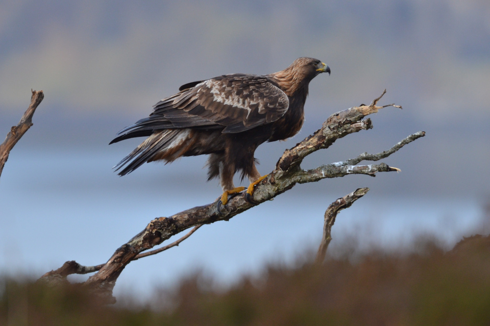 A golden eagle perched on a branch