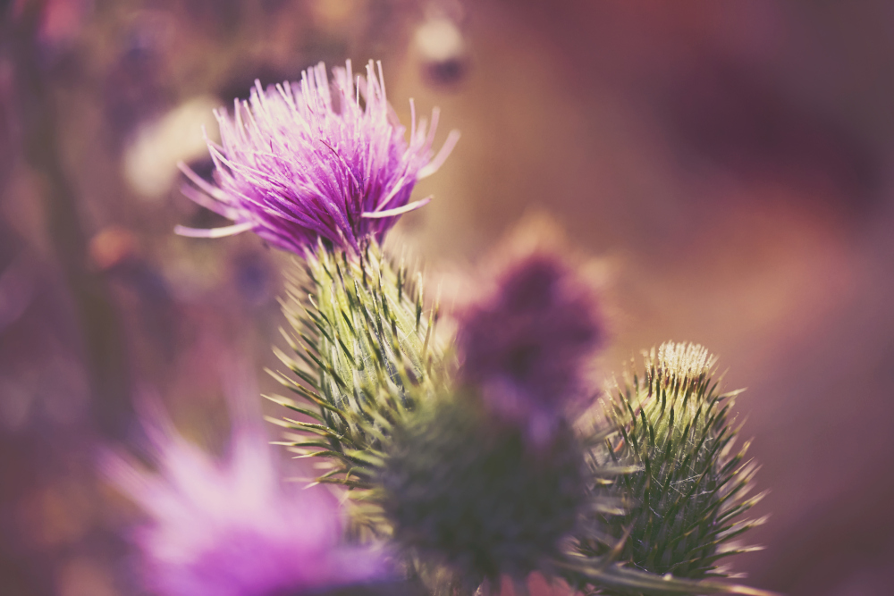 Thistle, the national flower of Scotland