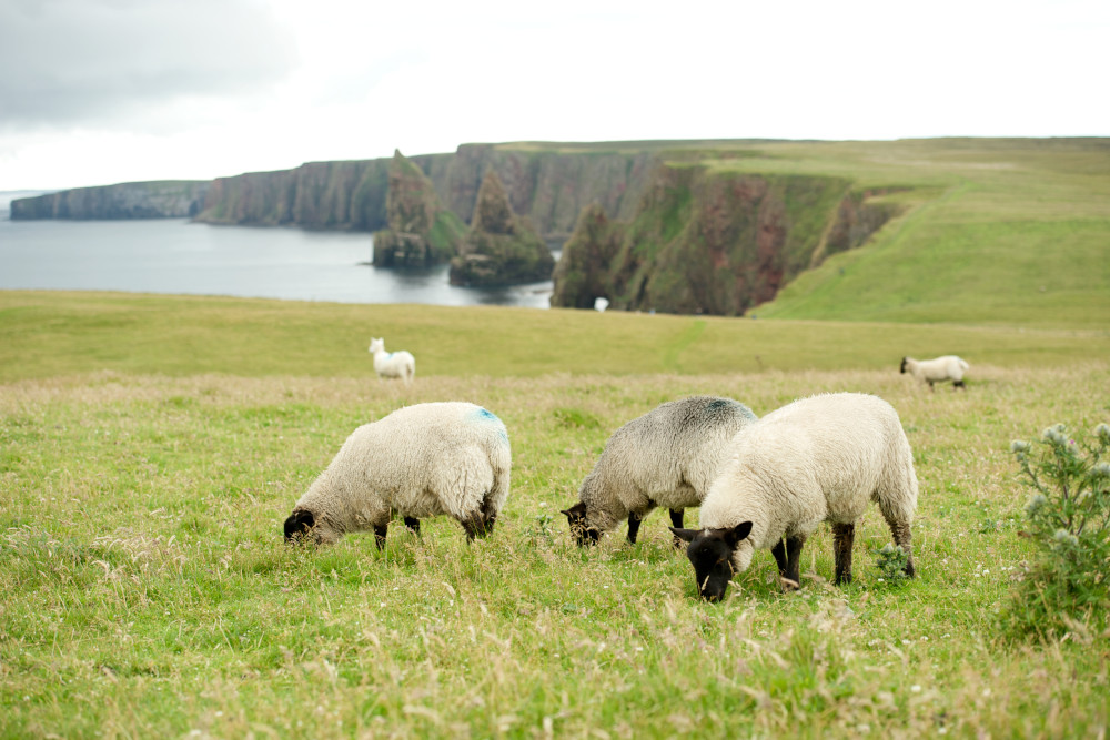 Sheep grazing by the Duncansby Stacks