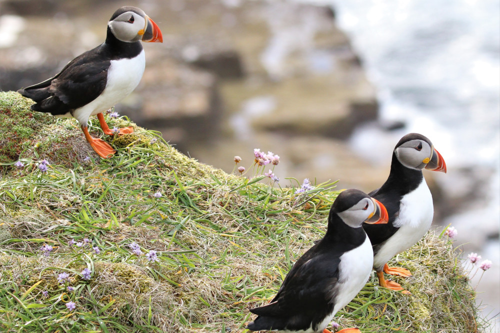 Puffins on the cliffs at Dunnet Head, Caithness