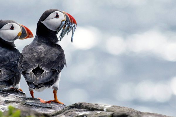 Two Atlantic puffins perched on cliffs