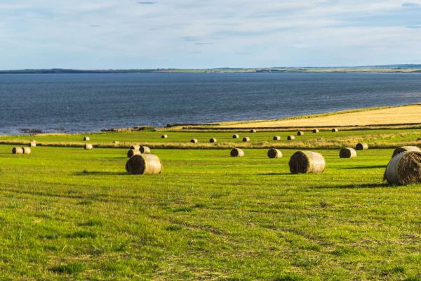 Sunny field with hay bales on the north coast of Scotland