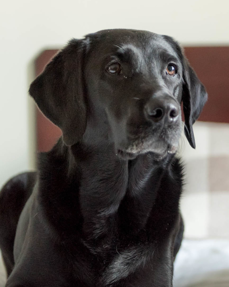 Dog sat on bed in holiday accommodation